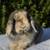 Show line Holland Lop 4 thumbnail