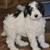 Mini goldendoodle 2 thumbnail