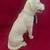 Yellow Labrador by Conversation Concepts DFL24B "Dog Figurine Large". 5 thumbnail