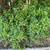 Beautiful, mature plants for sale - ficus benjamina, avacado, etc 15 thumbnail