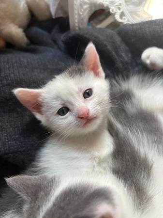 Kittens buscando hogares (Houston)606240756738959365