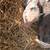 Juliana piglets 3 thumbnail
