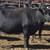 155 Three Thru Five Year Old Bred Cows 21 thumbnail