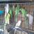 Indian ringnecks available 2 thumbnail