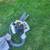 Ryobi Vac/blower 3 thumbnail