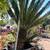 Cycads - Selling entire collection 12 thumbnail