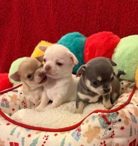 Very friendly chihuahua 1