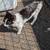 Female barn cat 2 thumbnail