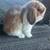 Bunny 3 thumbnail