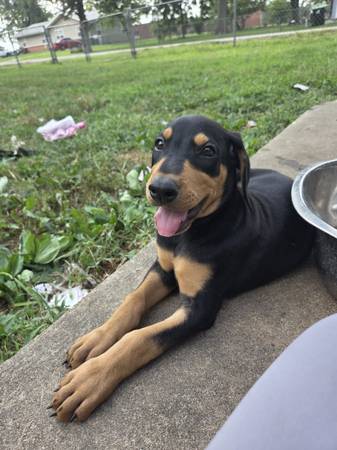 Doberman pup (Peculiar)63791685893889121