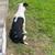 Lost dog 4 thumbnail