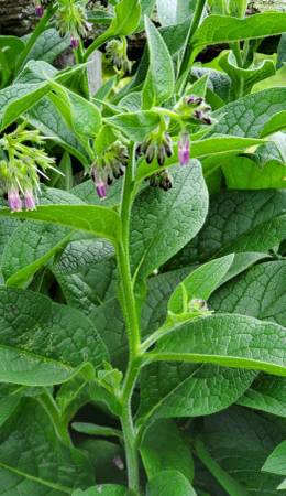 🌱Comfrey Plants 🍃 1