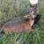 *** FARMERS**WANTING DEER MEAT! 3 thumbnail