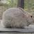 Rabbits 2 thumbnail
