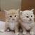 Kittens 3 thumbnail