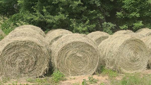 Nice Large Grass Rounds $20 -$35 1