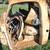 1950 ? Studebaker Pickup 1 thumbnail