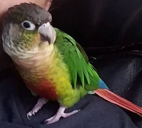 Male Conure 1