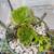 New succulent  arrangements 4 thumbnail