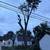 Tree Trim & Removal Ground Work 7 thumbnail
