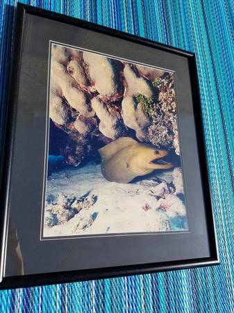 Sea/Ocean life photos framed #15 1
