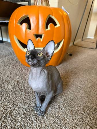 Sphynx cat (Las Vegas)63860184151683121