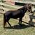 BLACK VERY TAME MINI HORSE STALLION 2 thumbnail