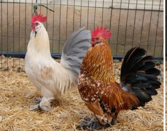 Belgian Bearded d’Uccle Bantam Chickens – Breeding Pairs 1