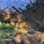 Graves Lake Getaway - PRICE REDUCTION! 24 thumbnail