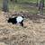 Myotonic Fainting Goats 3 thumbnail