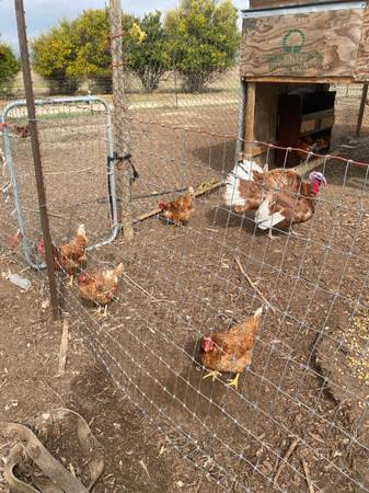 Turkeys chivos - $200 (Lost hills)63469925065987121