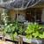 Raised Garden Beds - Handmade 3 thumbnail