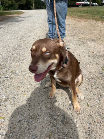 Farm dog 1