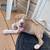 Puppies 1 thumbnail