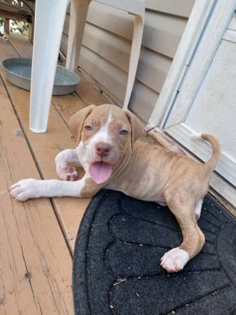 Puppies 1