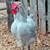 Big Beautiful Young Rooster, Five Months Old. Free!! SEE PICTURES 6 thumbnail