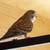 Pararakeets 18 thumbnail