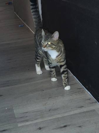 Small rehoming fee $75 for a 1 year old male cat 1