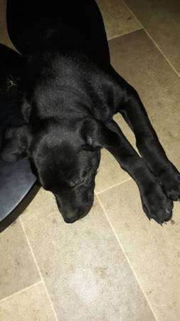 3 month old female Lab mix. 1