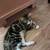 Cute and sweet socialized kittens  $30 1 thumbnail