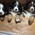 Bernese Moutain Dog Puppies 15 thumbnail