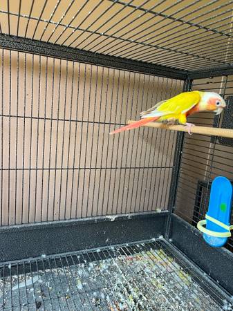 Hembra mejilla de sol (Macedonia)63688376379011121