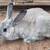 Meat Rabbits (Downsizing, Lots available) 21 thumbnail