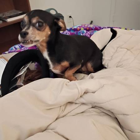 Small Dog (female) 1