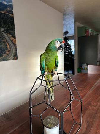 Illigers Macaw 1