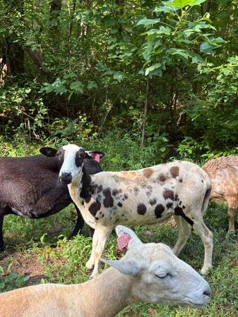 bred katahdin ewe 1