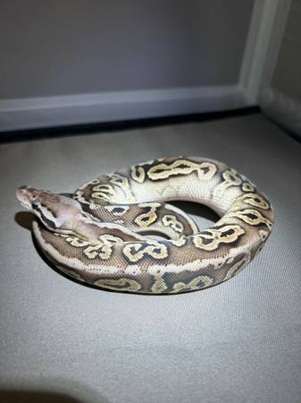 Rehoming ball python morphs (Southington CT)63873145307649122