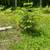 White Pine Balsam Trees 10 thumbnail