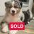 Border Collies $200 3 thumbnail