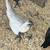 Chickens Ayam cemani 6 thumbnail